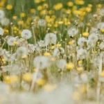 dandelions