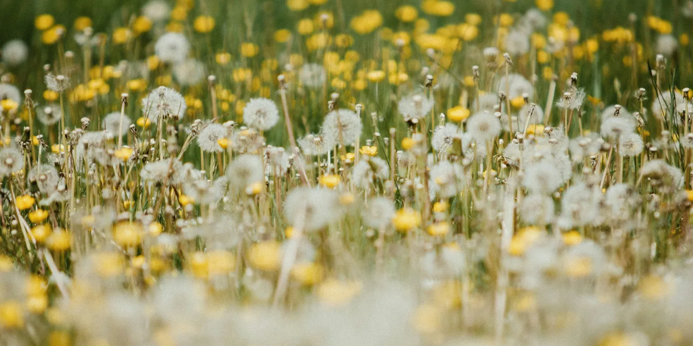 dandelions