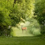 deer standing in a garden