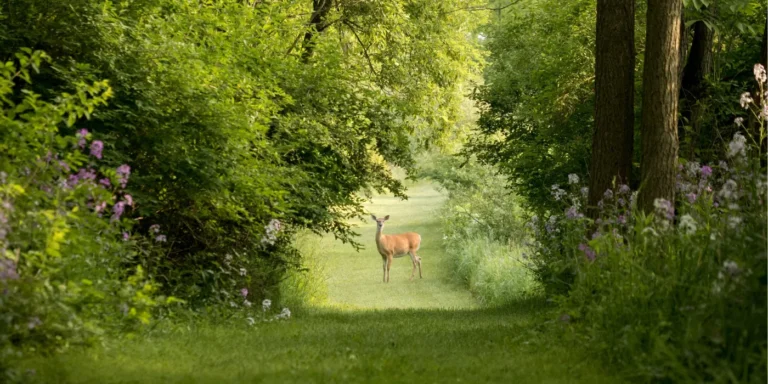 deer standing in a garden