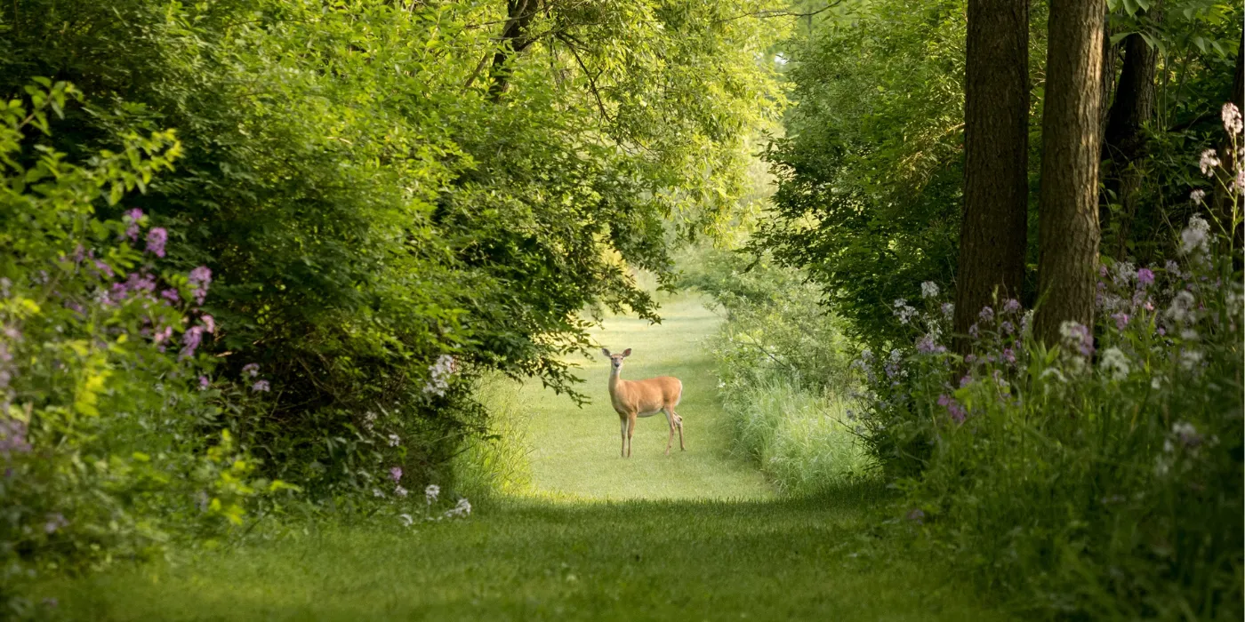 deer standing in a garden