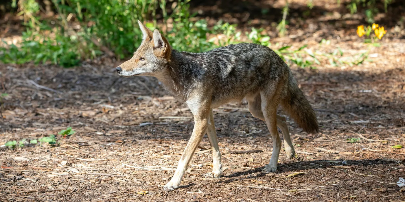 coyote