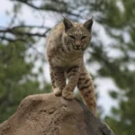 bobcat on a rock
