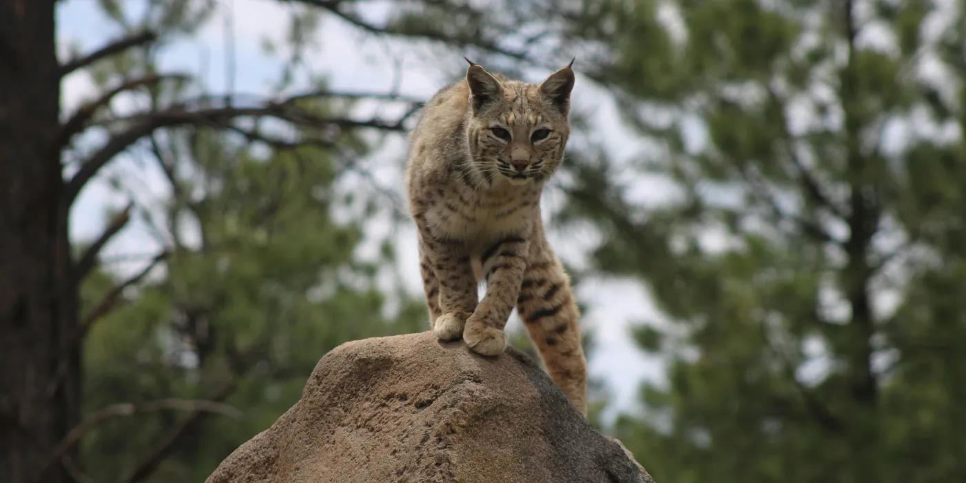 bobcat on a rock