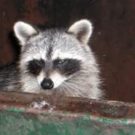 raccoon in a dumpster