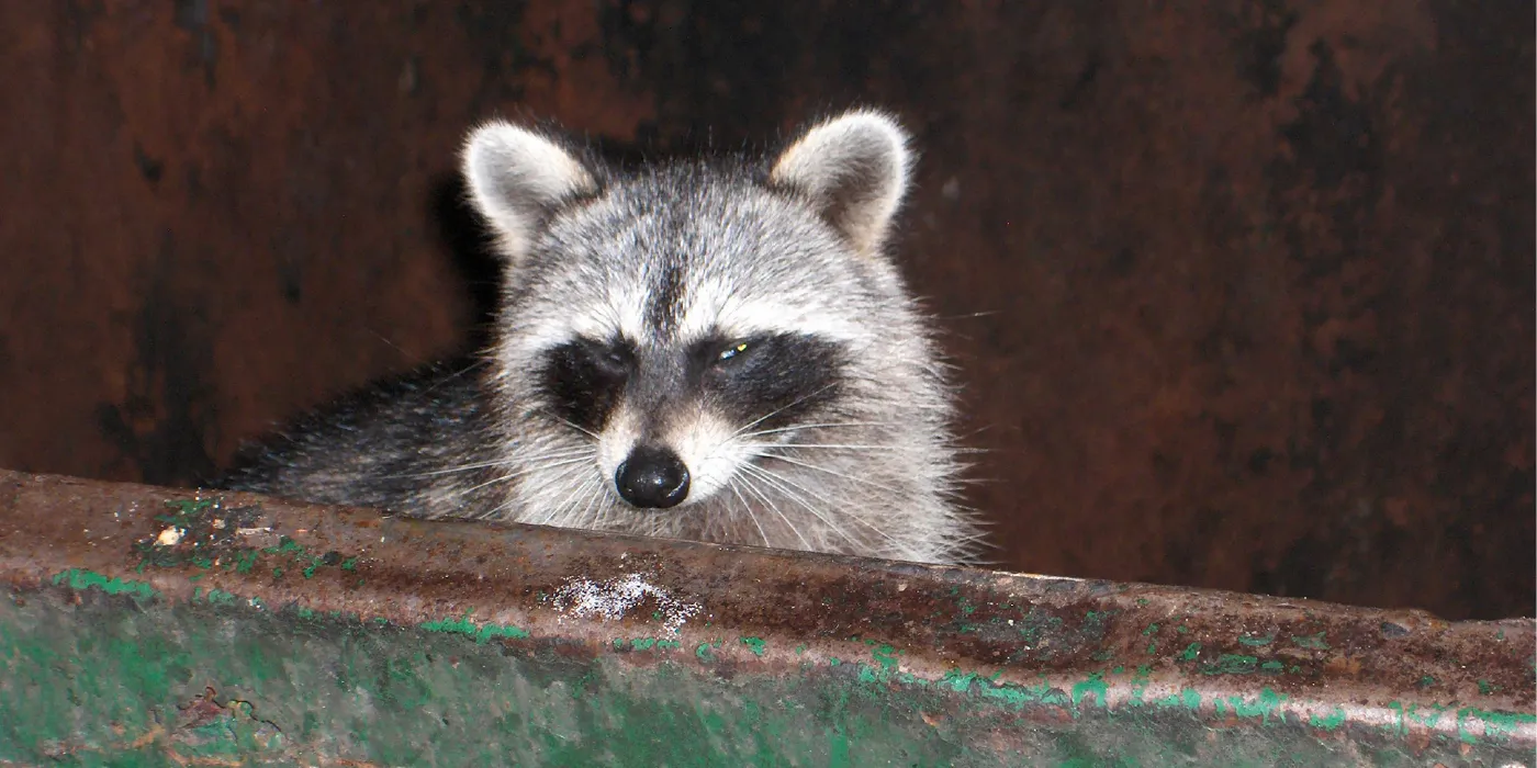 raccoon in a dumpster
