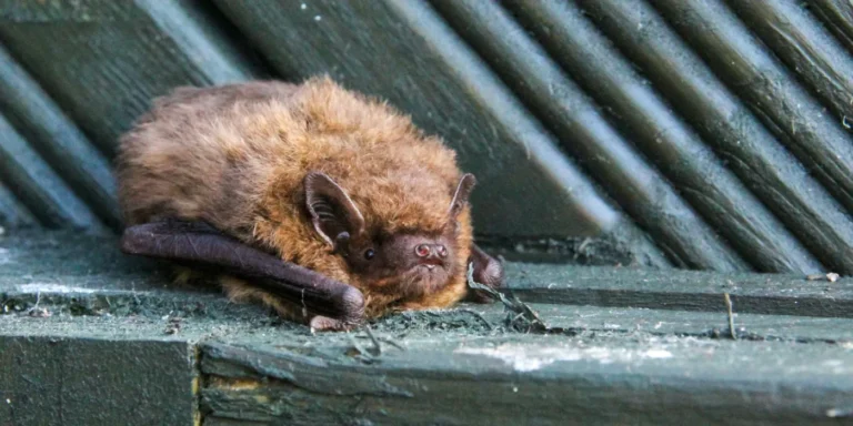 bat on a wall
