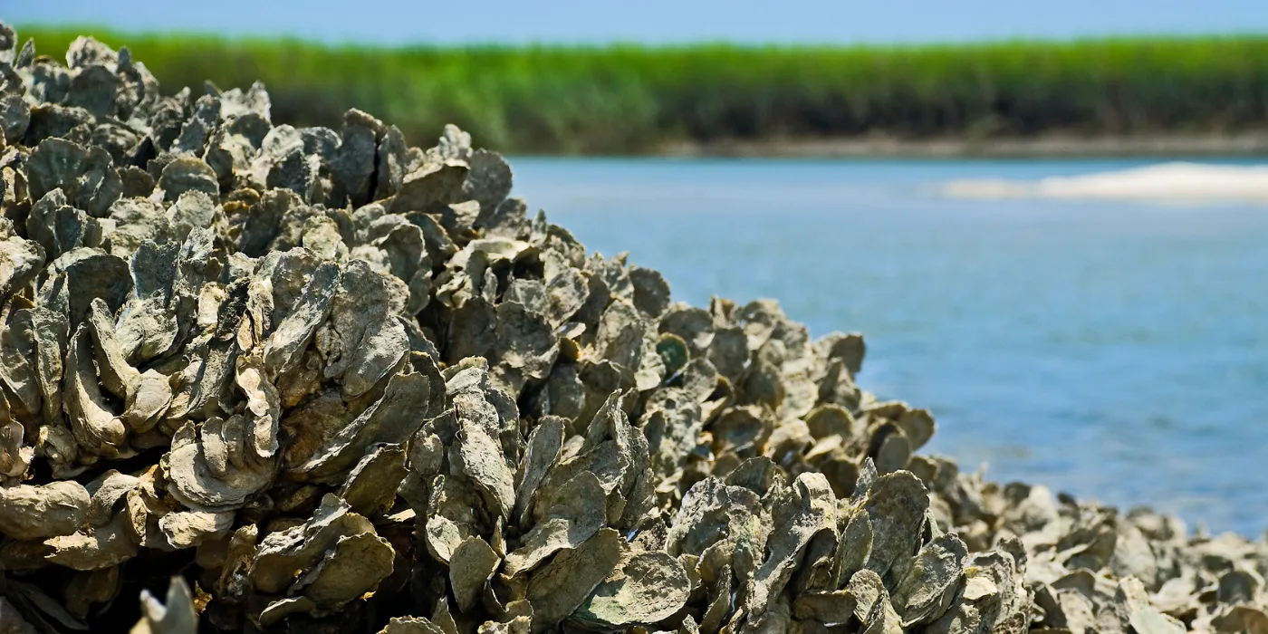 oyster reef