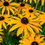 black eyed susan flowers