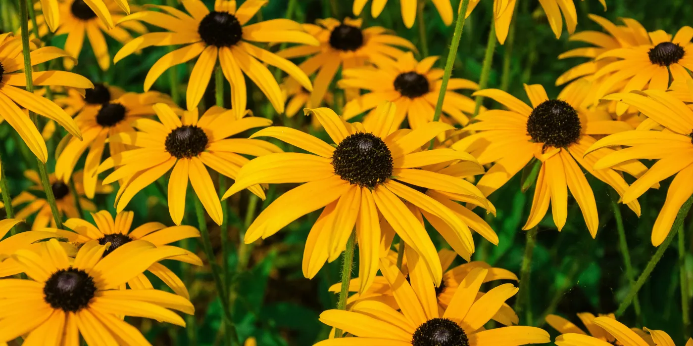 black eyed susan flowers