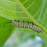 monarch caterpillar on a milkweed