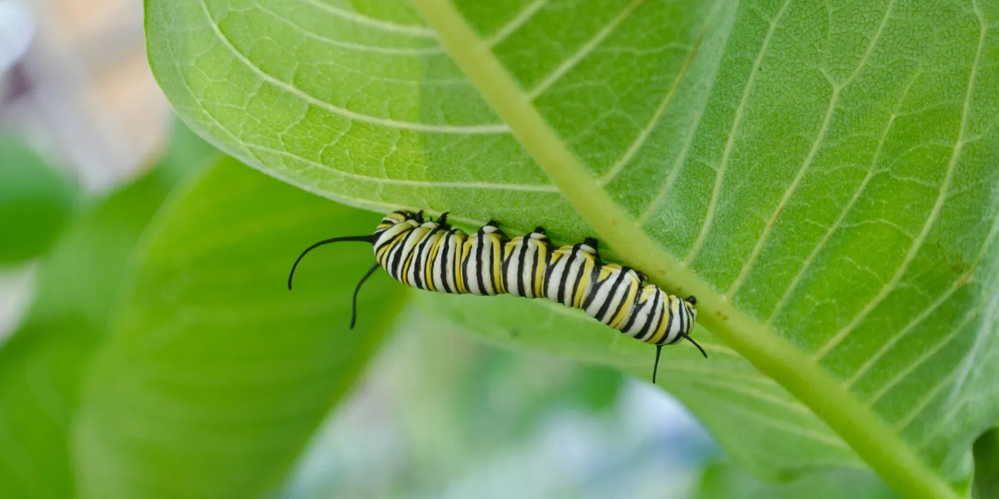 monarch caterpillar on a milkweed