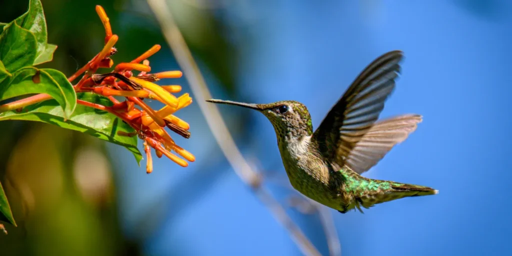 hummingbird at a flower