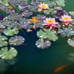 wildlife pond with lilies