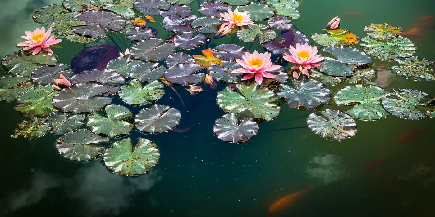 wildlife pond with lilies