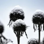 coneflowers in the winter time with snow on them