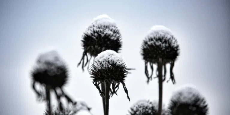 coneflowers in the winter time with snow on them