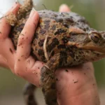 a toad being held by a person's hand