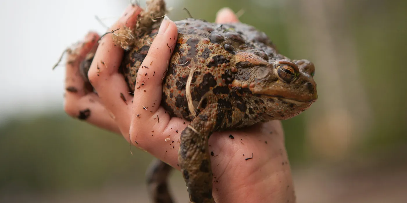 a toad being held by a person's hand