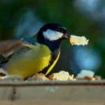 a bird, identified as a great tit, eating bread