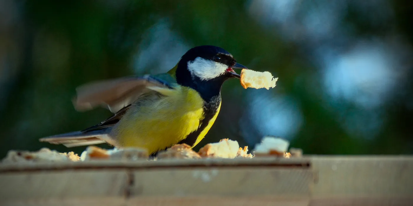 a bird, identified as a great tit, eating bread