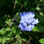 virginia bluebells