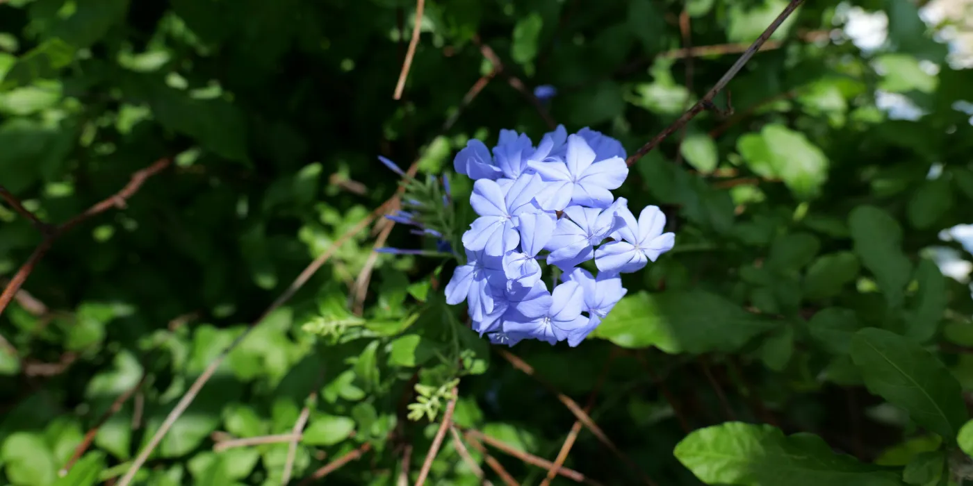 virginia bluebells
