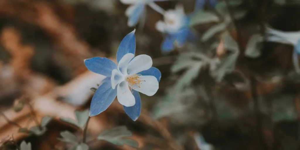 wild columbine flowers