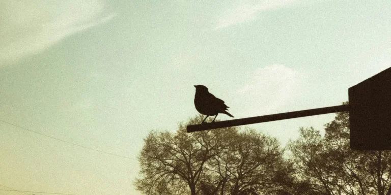 bird on a perch