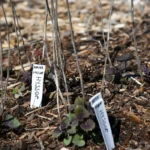 hyssop seedlings