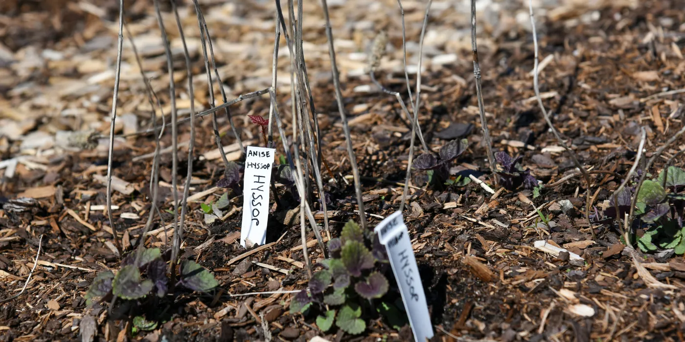 hyssop seedlings