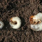 lawn grubs