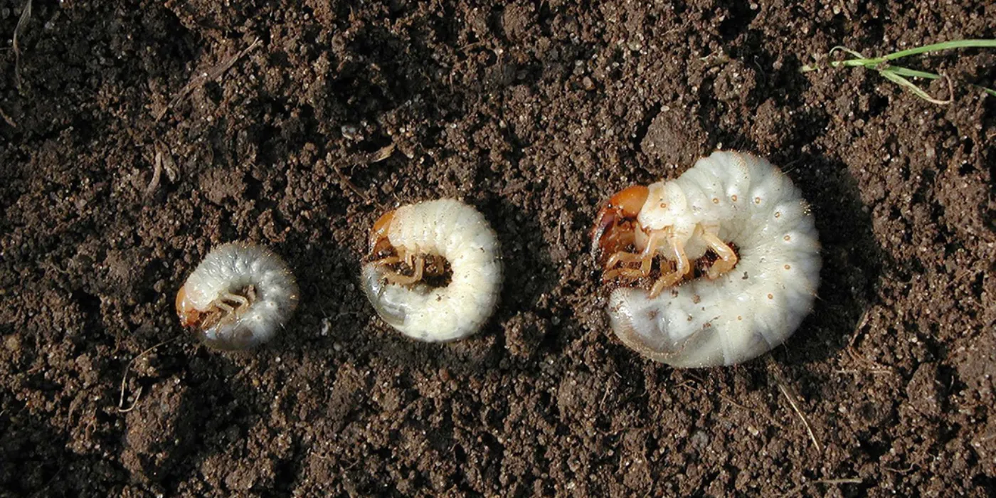 lawn grubs