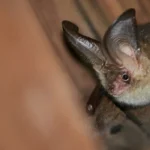 little brown bat