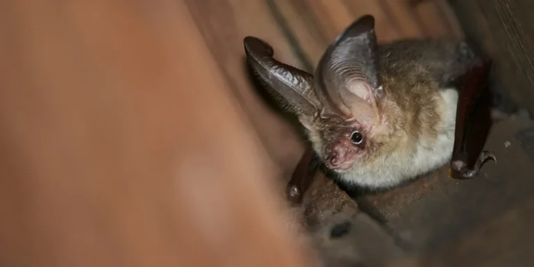little brown bat