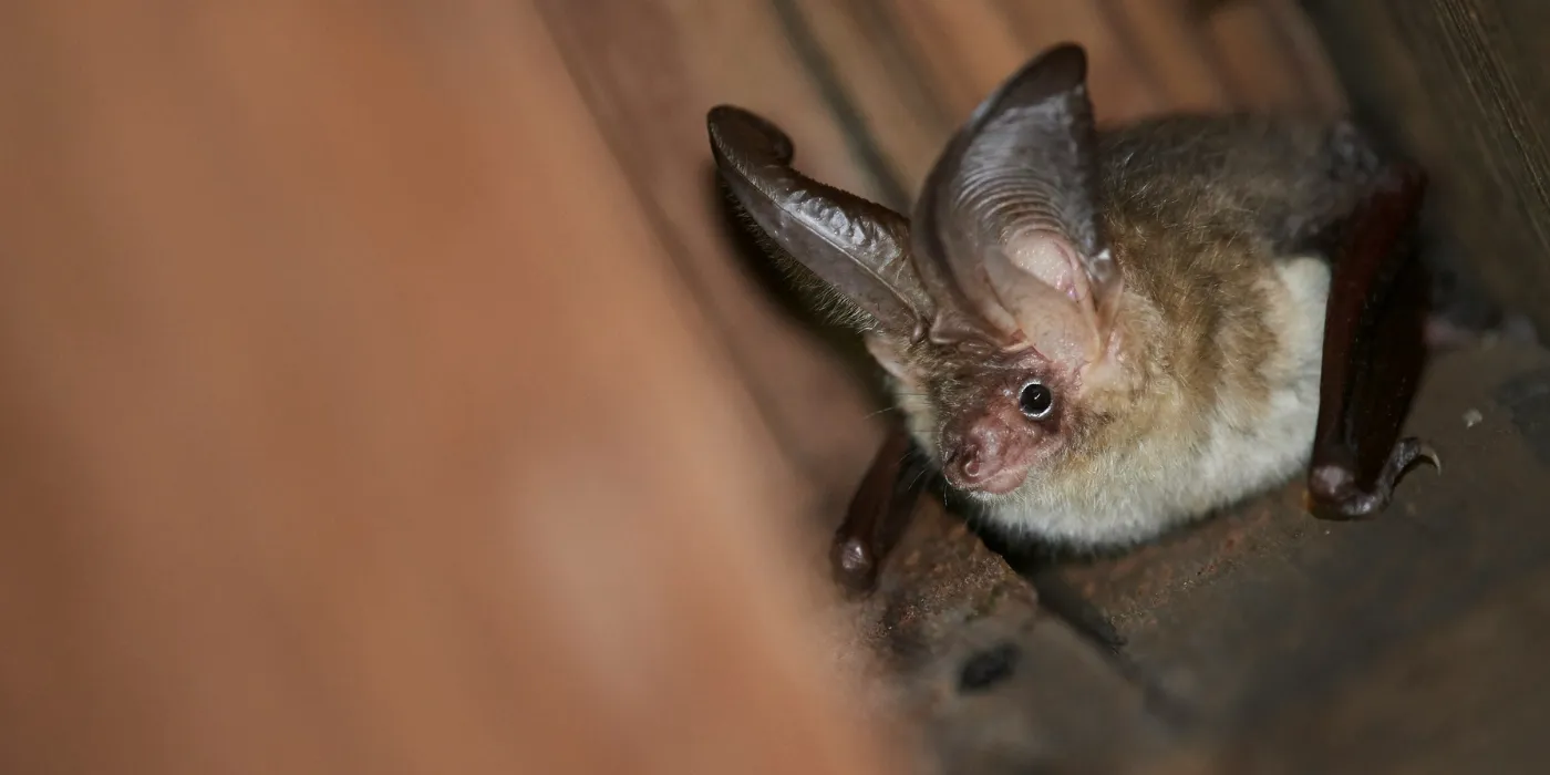 little brown bat