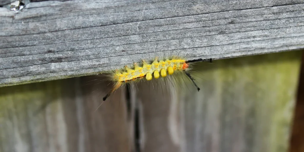 tussock moth caterpillar