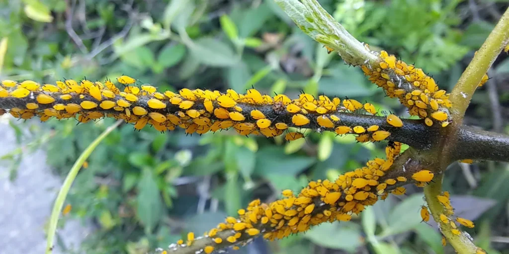 aphids on a stem