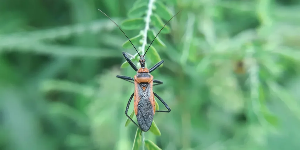milkweed bug