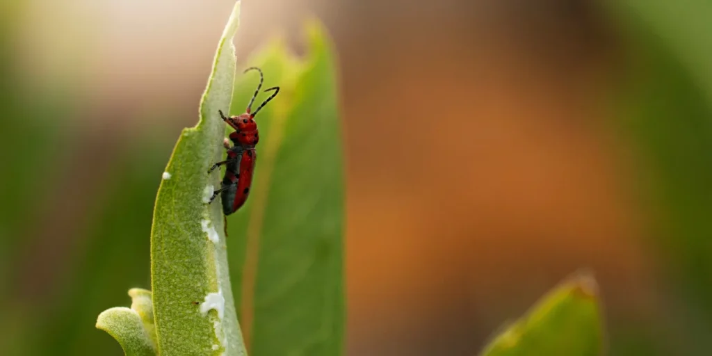 milkweed beetle