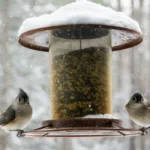 birds at a bird feeder in the winter