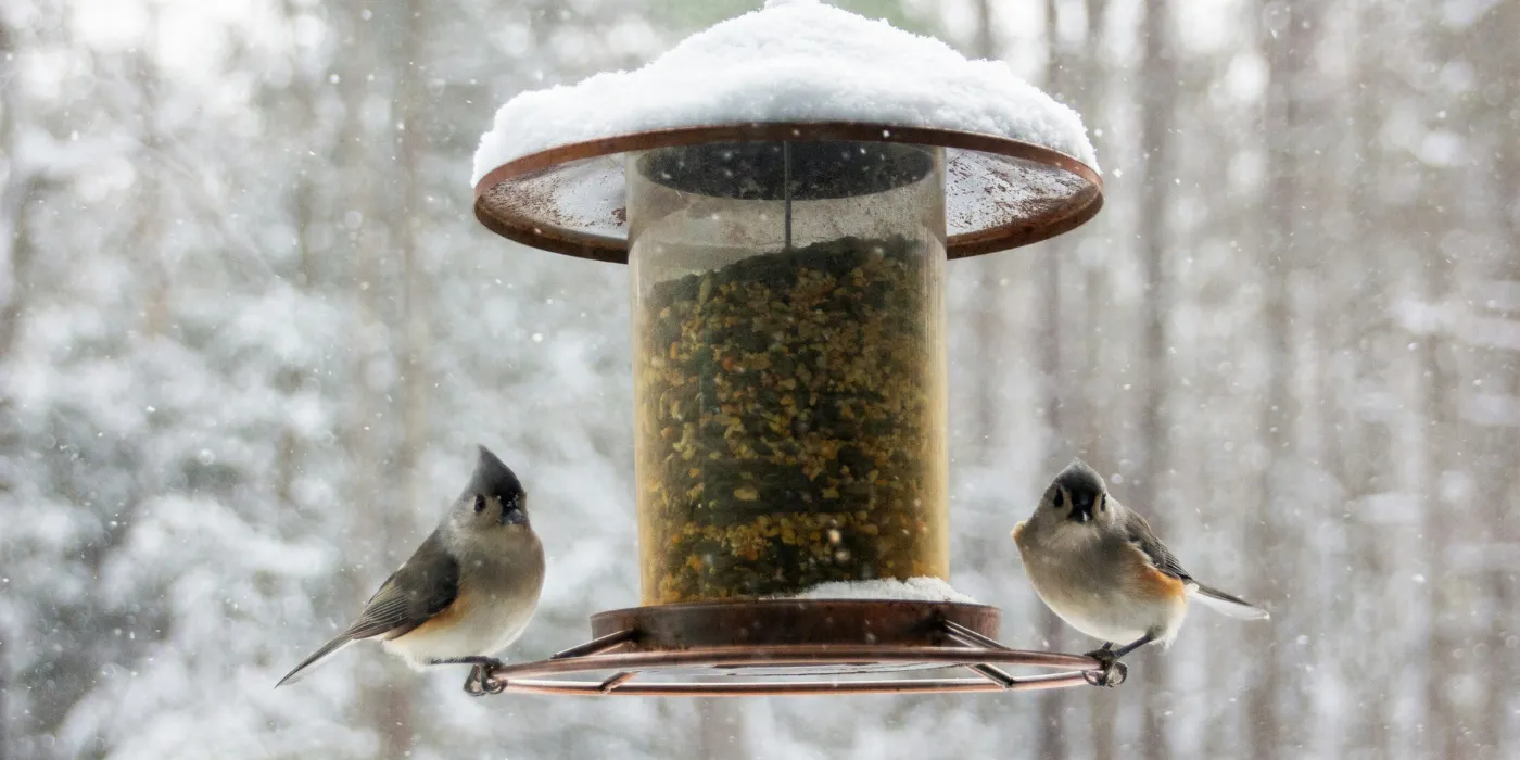 birds at a bird feeder in the winter