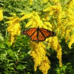 goldenrod with a monarch