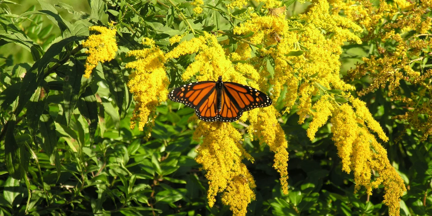 goldenrod with a monarch