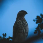 hawk at night