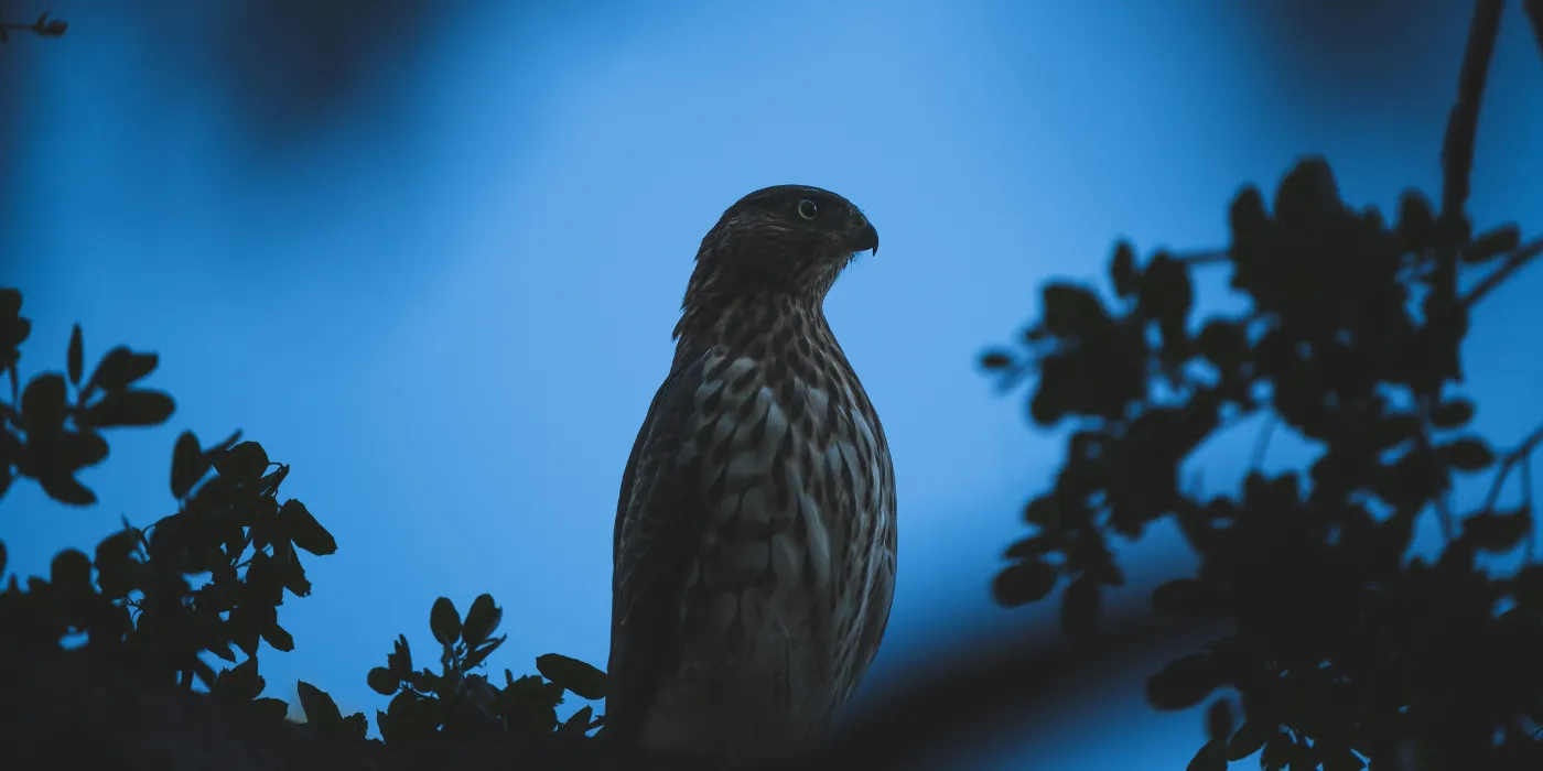 hawk at night
