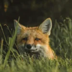 fox in the grass
