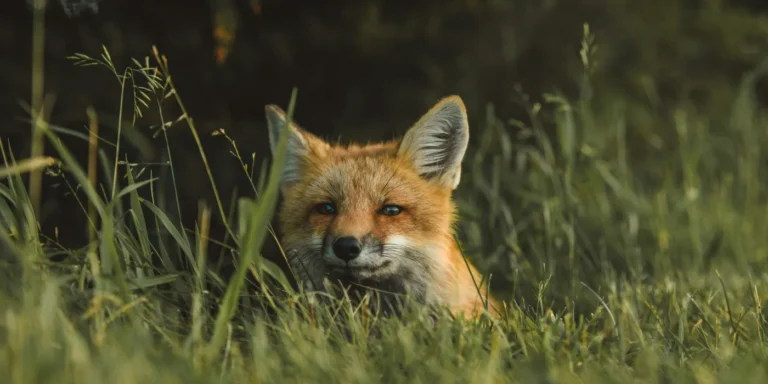 fox in the grass