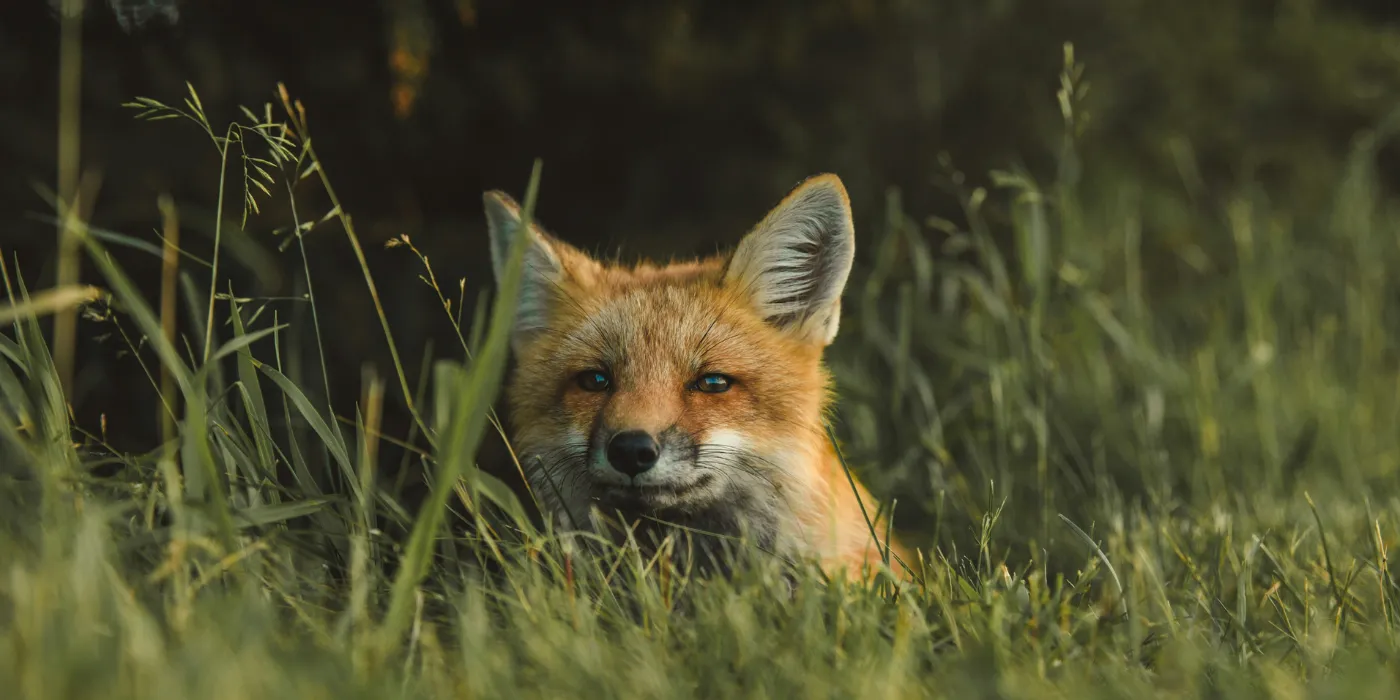 fox in the grass