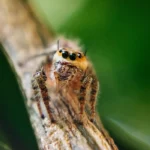 jumping spider